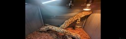 Dragon reptiles for sale: Indonesian Frilled Dragon with vivarium and EVO3 - Advert 7