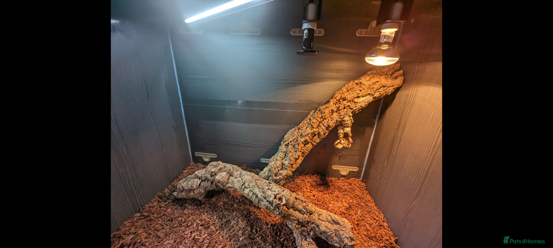Dragon reptiles for sale: Indonesian Frilled Dragon with vivarium and EVO3 - Advert 7