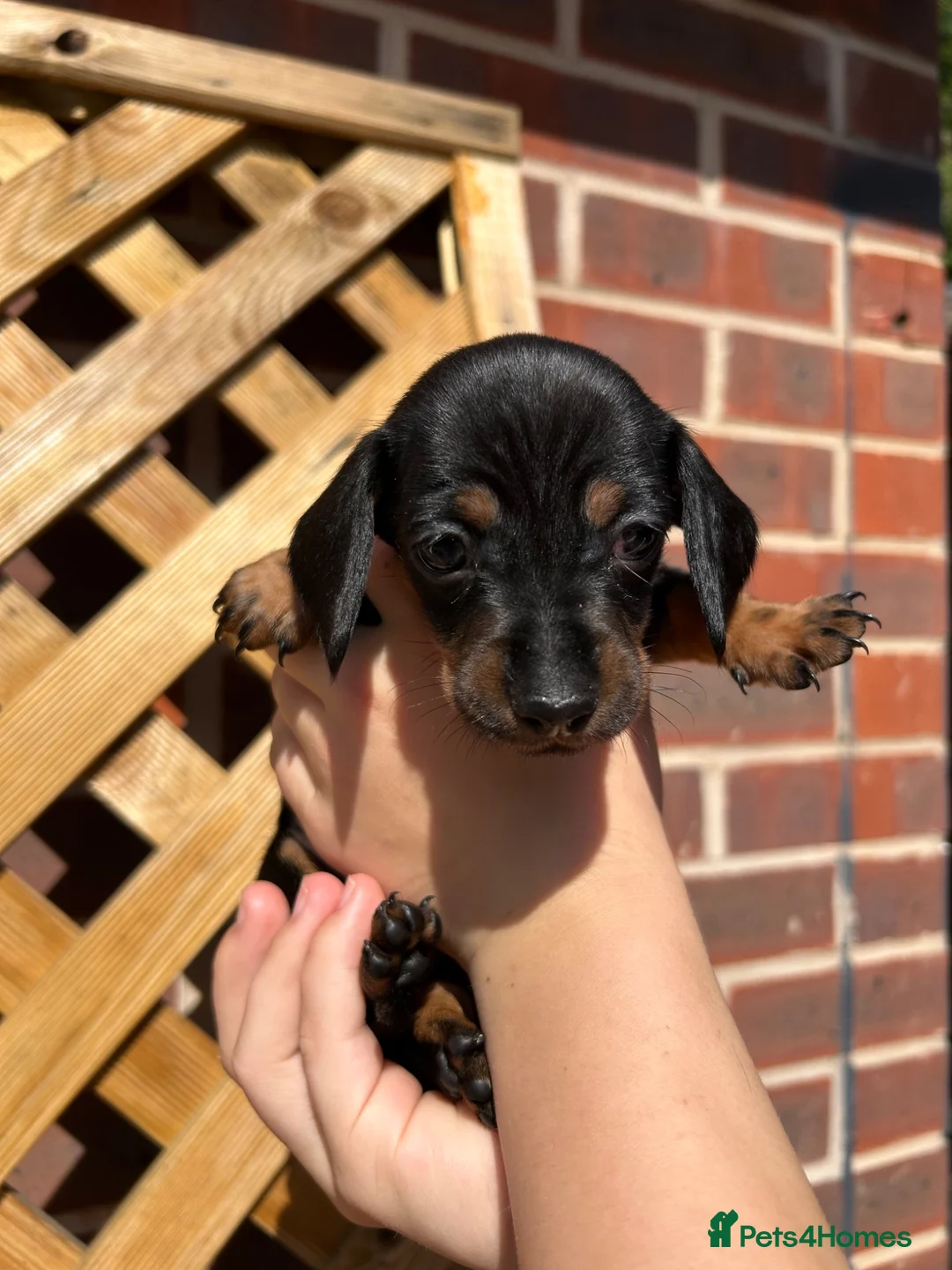 Dachshund dogs for sale: 7 beautiful dachshund puppies  - Advert 21