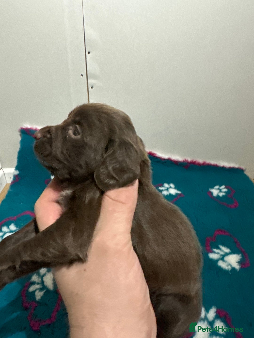 Sprocker dogs for sale: Sprocker spaniel puppies  - Advert 4