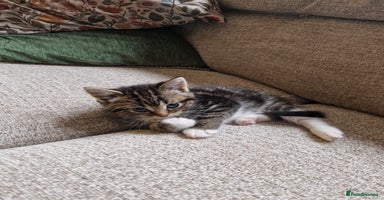 Mixed Breed cats 2 beautiful girls left! Available Saturday 22nd - Advert 13