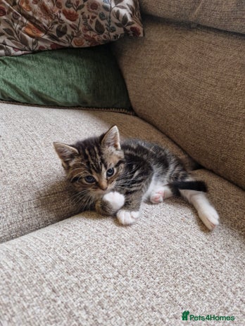 Mixed Breed cats 4 beautiful kittens available Saturday 22nd - Advert 14