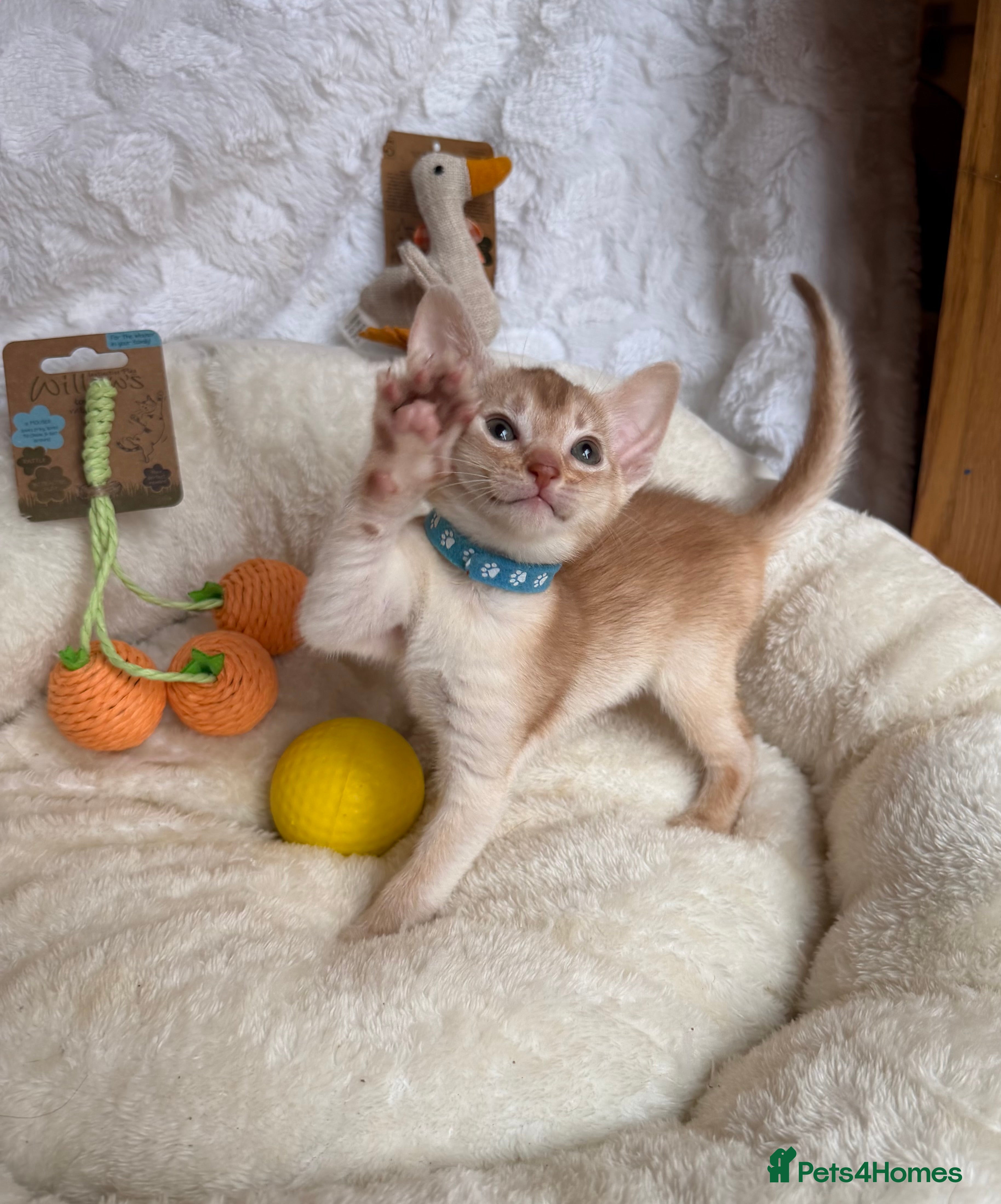 Abyssinian cats for sale: 🏆✨ CHAMPION Silver Cinnamon  Abyssinian  ✨🏆❤️ - Advert 31