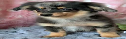 Mixed Breed dogs for sale: Adorable Tiny Pomweenie Puppies  - Advert 4