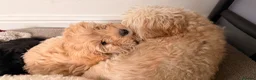 Cavapoo dogs for sale: Last Girl ❤️🐾 Ready to leave! - Advert 6