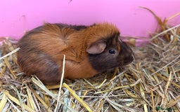 Guinea Pig rodents for sale: Bear & Shadow Guinea Pig Brothers - Image 1