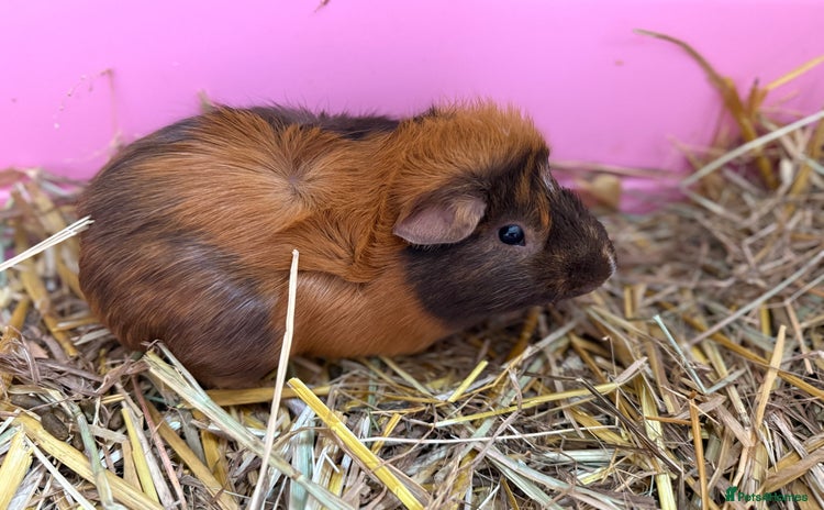 Guinea Pig rodents - Advert 2