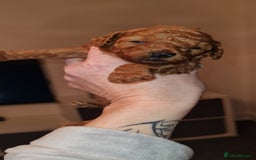 Toy Poodle dogs for sale: Toy miniature poodle - Advert 11