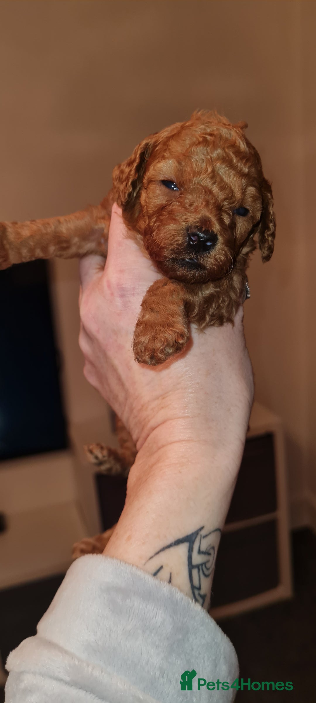 Toy Poodle dogs for sale: Toy miniature poodle - Advert 11
