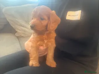 Cockapoo dogs F1 toy cockerpoo puppies 1 girl left - Advert 8