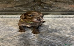 Cockapoo dogs for sale: 5 ⭐️ Cockapoo Puppies for 5 ⭐️ homes only - Image 16