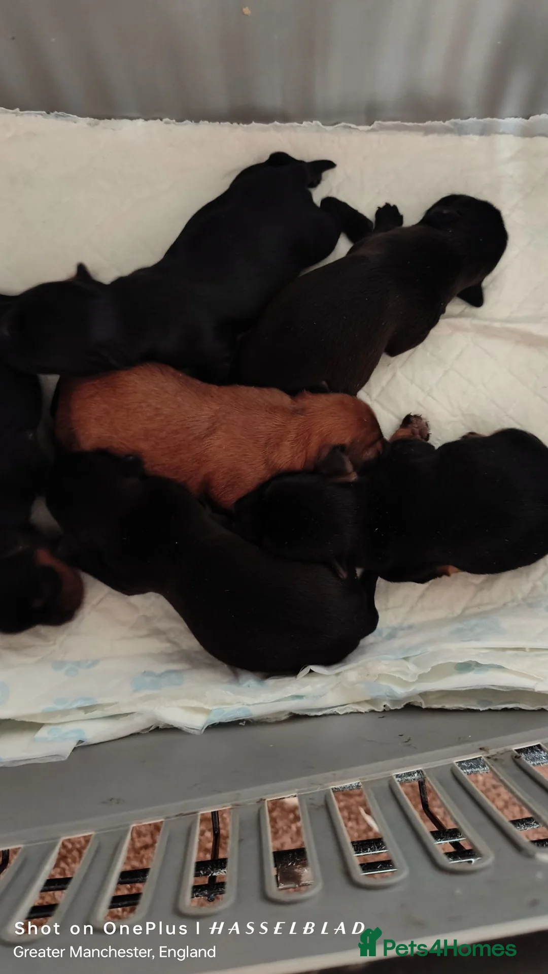 Mixed Breed dogs for sale: Yorkshire terrier X Biewer  - Advert 2