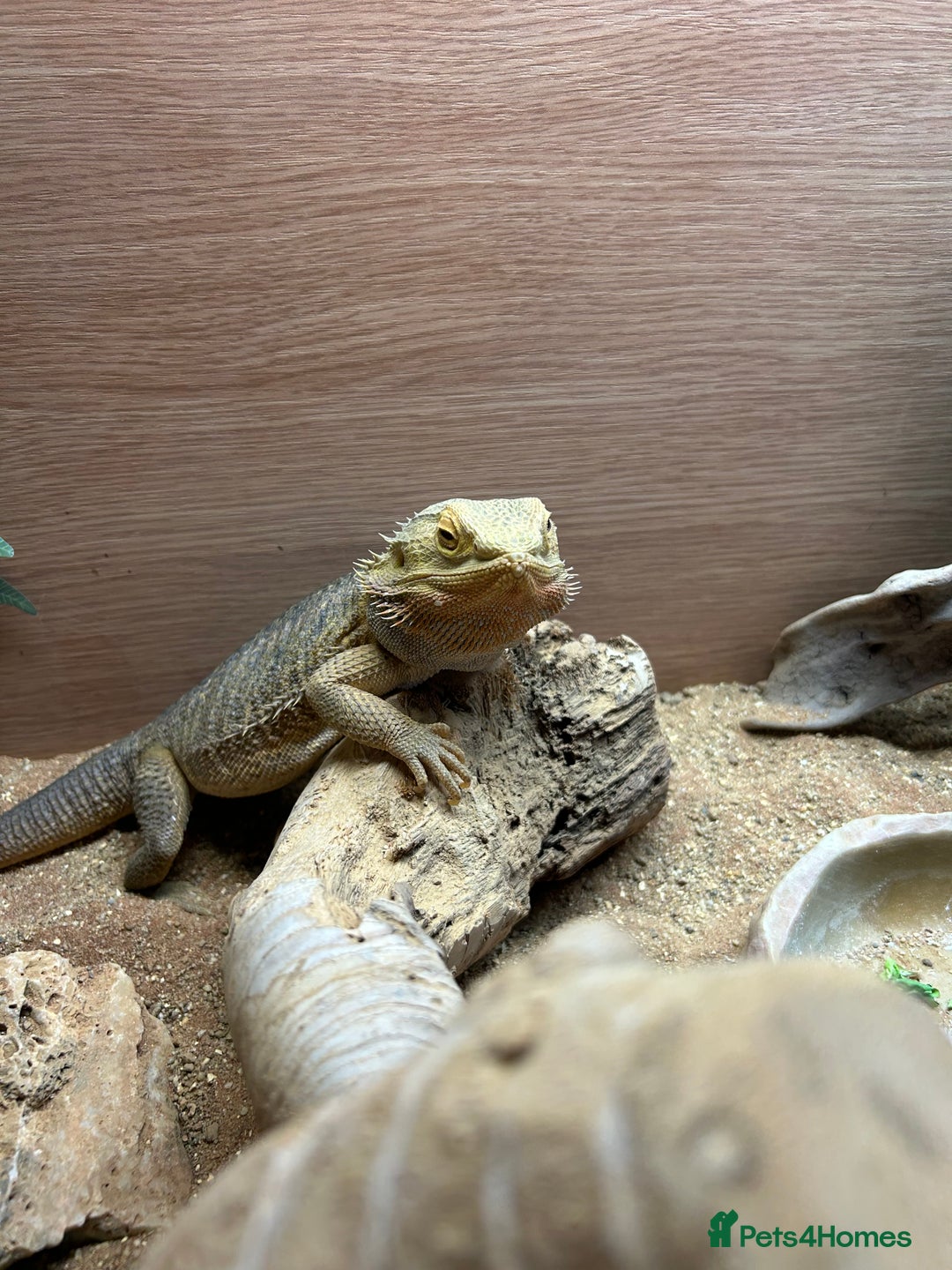 Bearded Dragon reptiles for sale: Bearded dragon - Advert 2