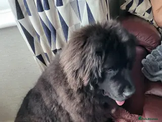 Newfoundland dogs Newfoundland female - Advert 11