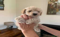 Mixed Breed dogs for sale: Mini/Toy Poodle pups - Image 10