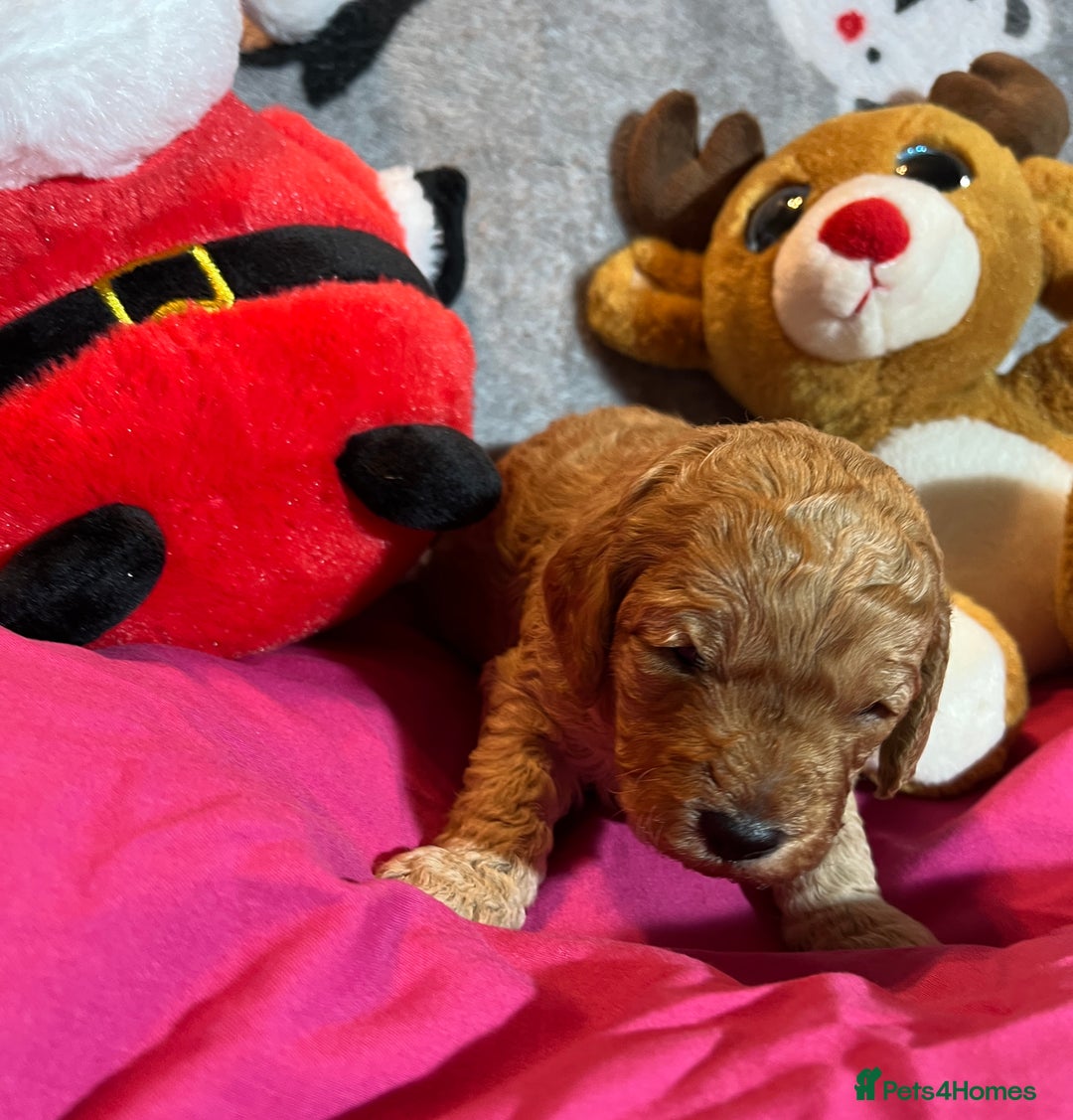 Cavapoochon dogs for sale: Cavapoochon Puppies ready from 20th December 2025  - Advert 12