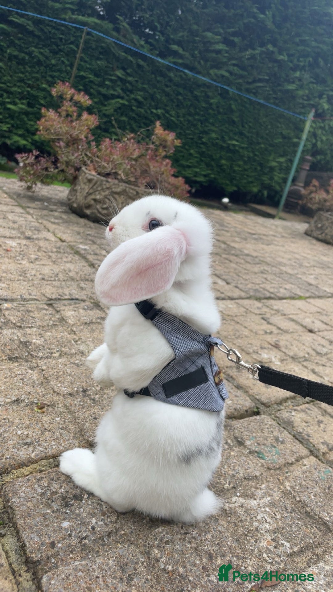 French Lop rabbits for sale: Missy  - Advert 4