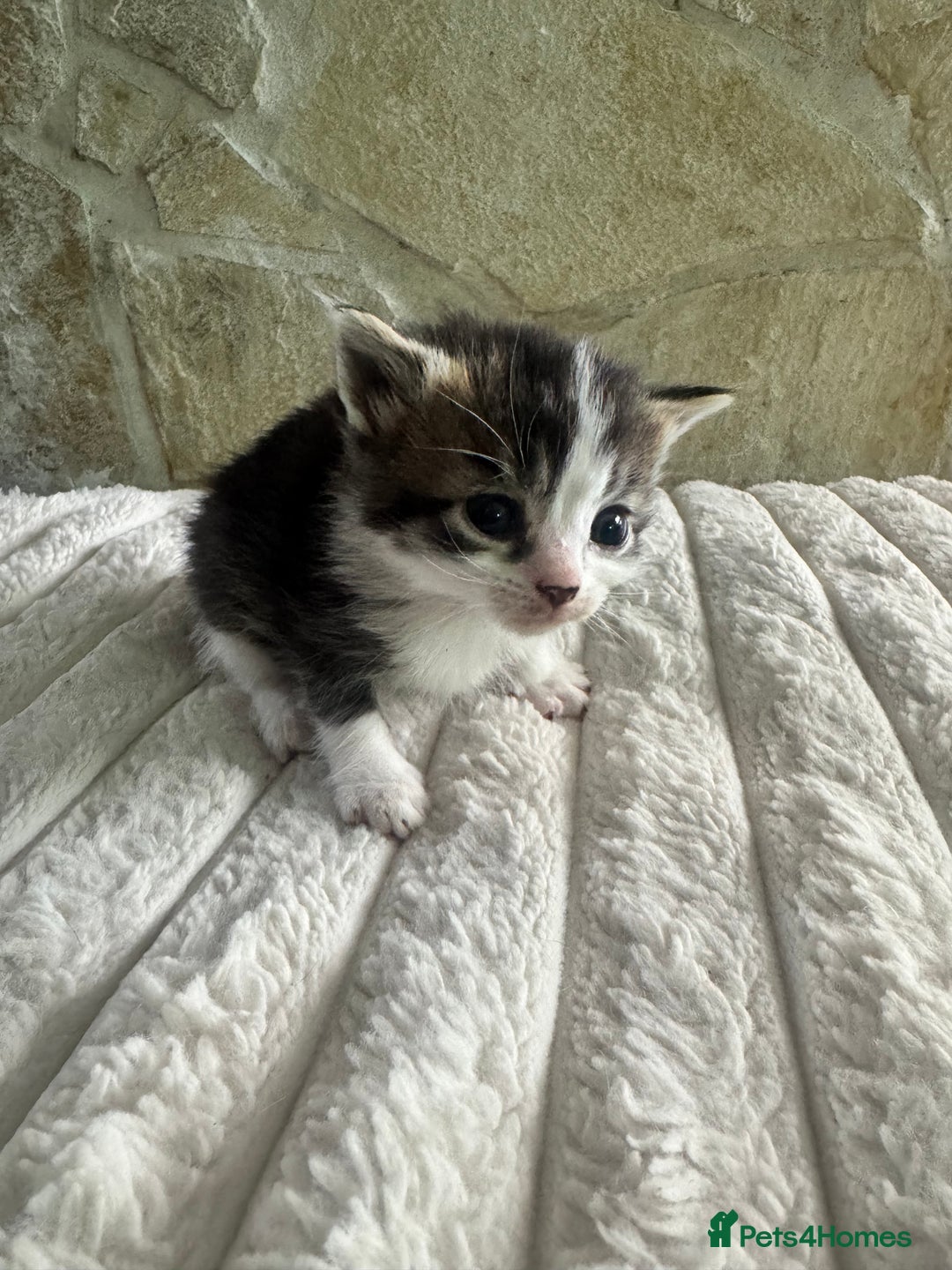 Mixed Breed cats for sale: Kittens  - Advert 6