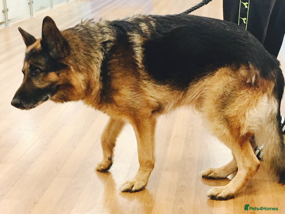 German Shepherd dogs for sale: 7 German Shepherd puppies  - Advert 2