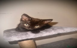 British Longhair cats for sale: Beautiful 10 Week Old Kitten - Image 4