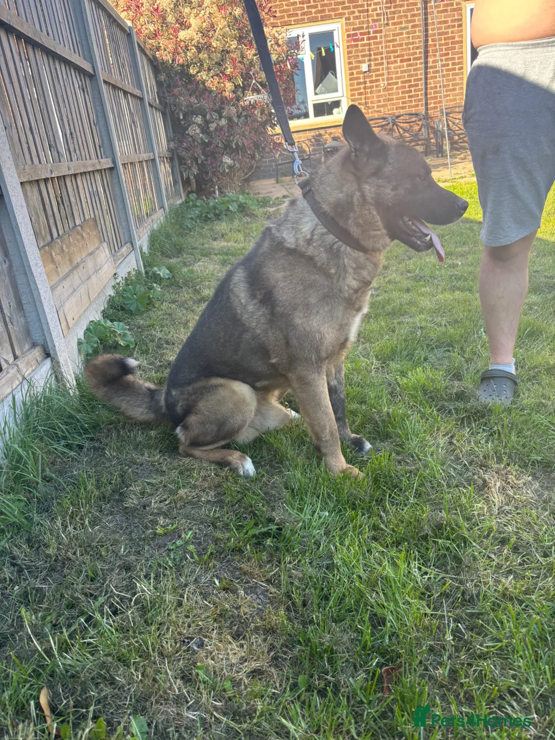 Akita dogs for sale: 6 year old Male American Akita  - Advert 1