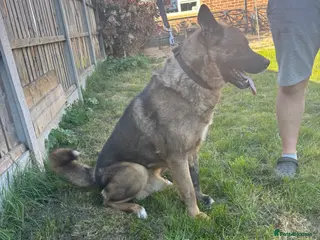 Akita dogs 6 year old Male American Akita - Advert 6