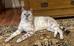 Bengal cats for sale: 💎💎💎 Luxury Bengal Kittens Available  - Image 23