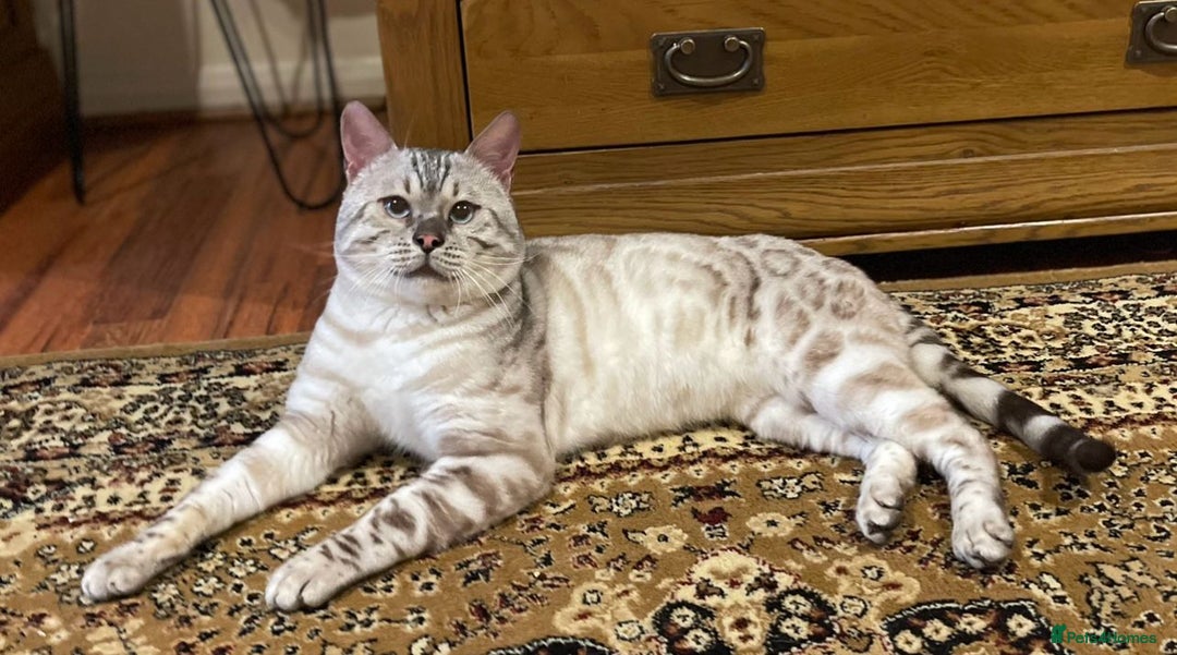 Bengal cats for sale: 💎💎💎 Luxury Bengal Kittens Available  - Image 23