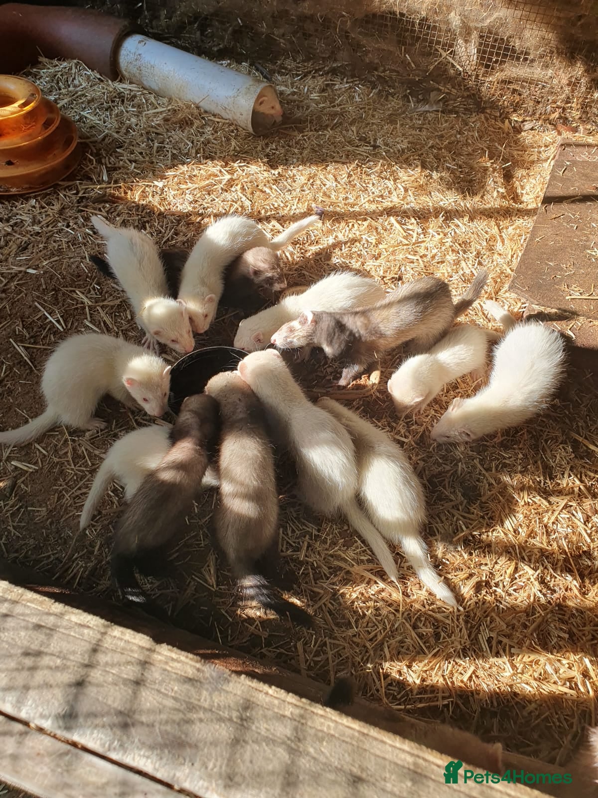 Ferret rodents Ferrets for sale - Advert 1