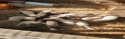 Ferret rodents for sale: Ferrets for sale - Advert 1