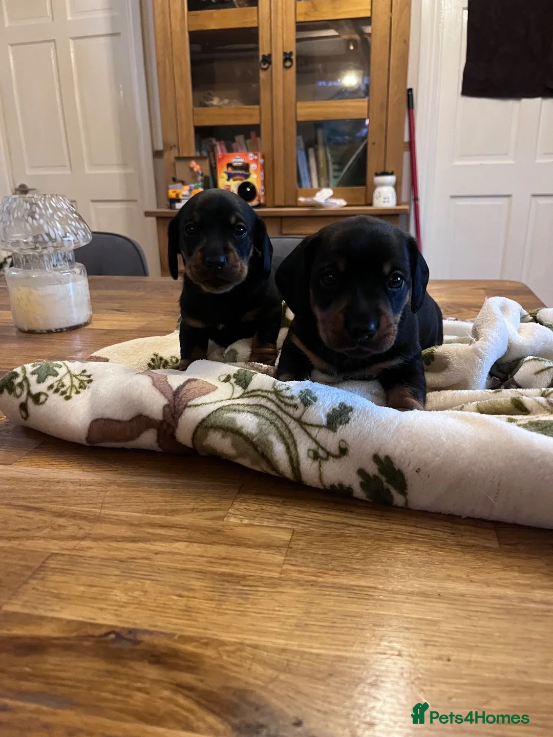 Dachshund dogs for sale: Puppies miniature Dachshund  - Advert 17