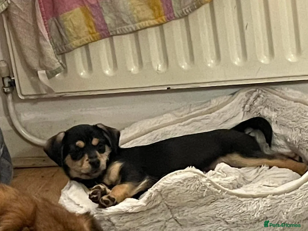 Mixed Breed dogs for adoption: Robin - Hingham Norfolk  - Advert 3
