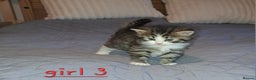 Domestic Shorthair cats for sale: 5 gorgeous kittens for sale  - Advert 23