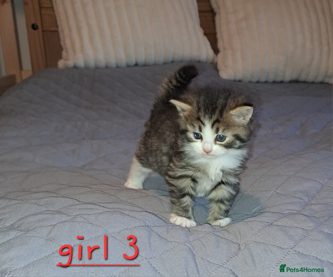 Domestic Shorthair cats for sale: 5 gorgeous kittens for sale  - Advert 23