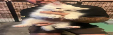 Ragdoll 2