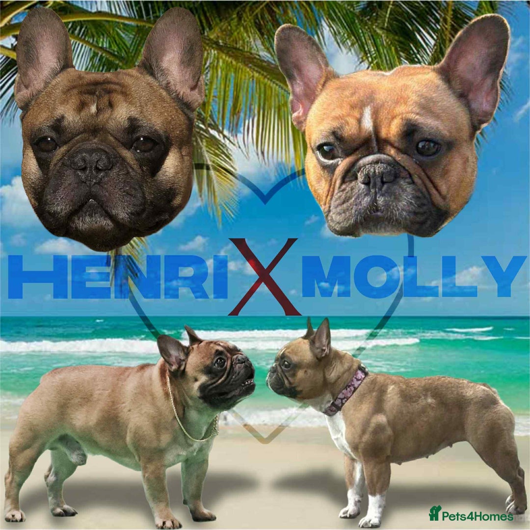 French Bulldog dogs for sale: Red pied female  - Image 14