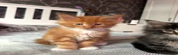 Maine Coon cats for sale: BEAUTIFUL MAINE COON KITTENS LOOKING FOR NEW HOME - Advert 36
