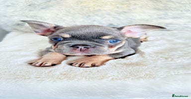 French Bulldog dogs - Advert 8