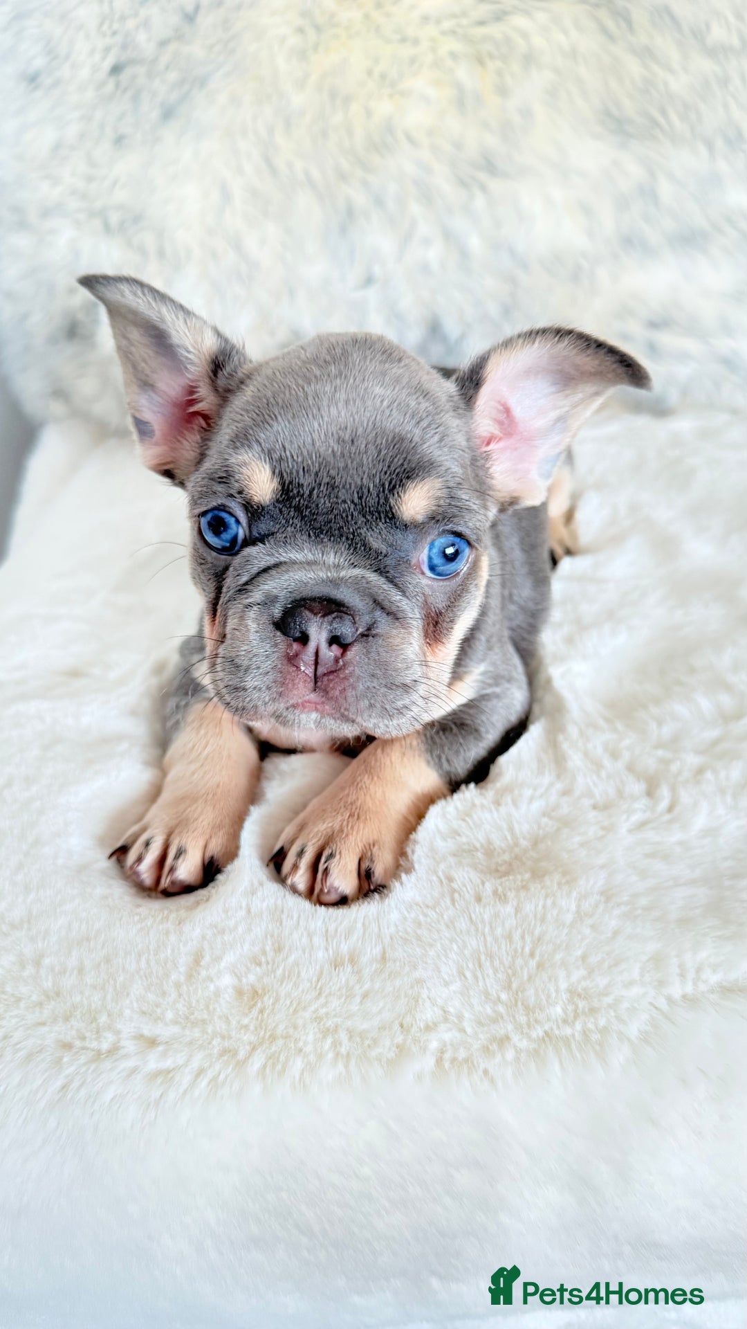 French Bulldog dogs for sale: French Bulldog gorgeous puppies - Image 2