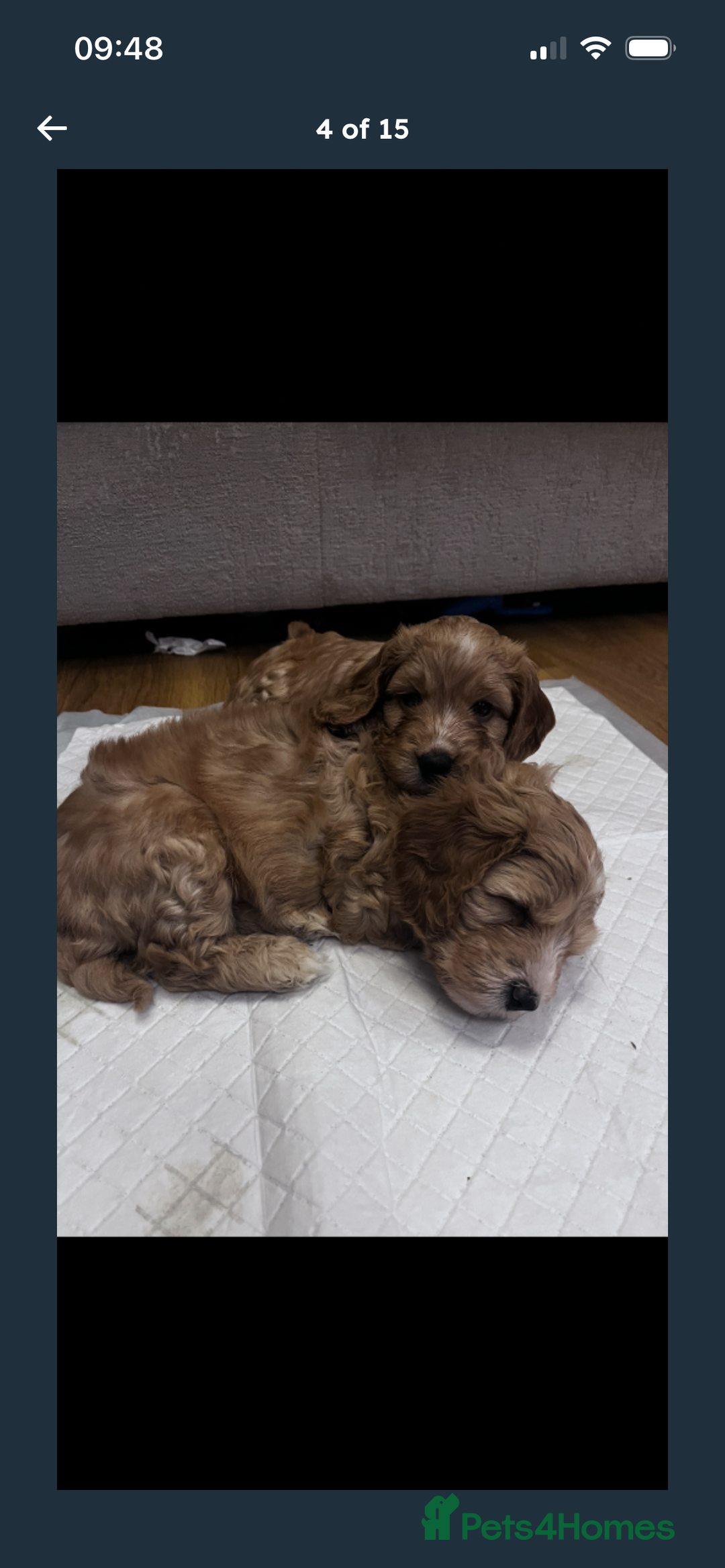 Cockapoo dogs for sale: F2 cockapoo puppies available  - Advert 3
