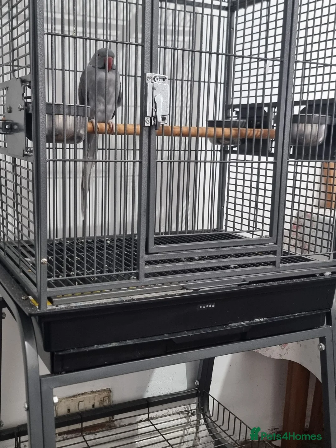 Ringnecks birds for sale: Beautiful male grayish ringneck talking parrot  - Advert 2