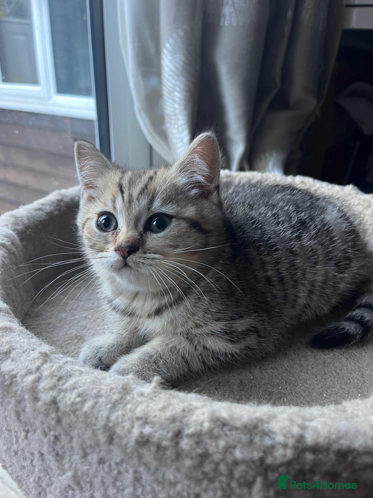 British Shorthair cats Gccf male British Shorthair kitten  - Advert 5