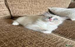 Ragdoll cats for sale: Pure longhair Ragdoll Kittens - Raised with Soul - Image 12