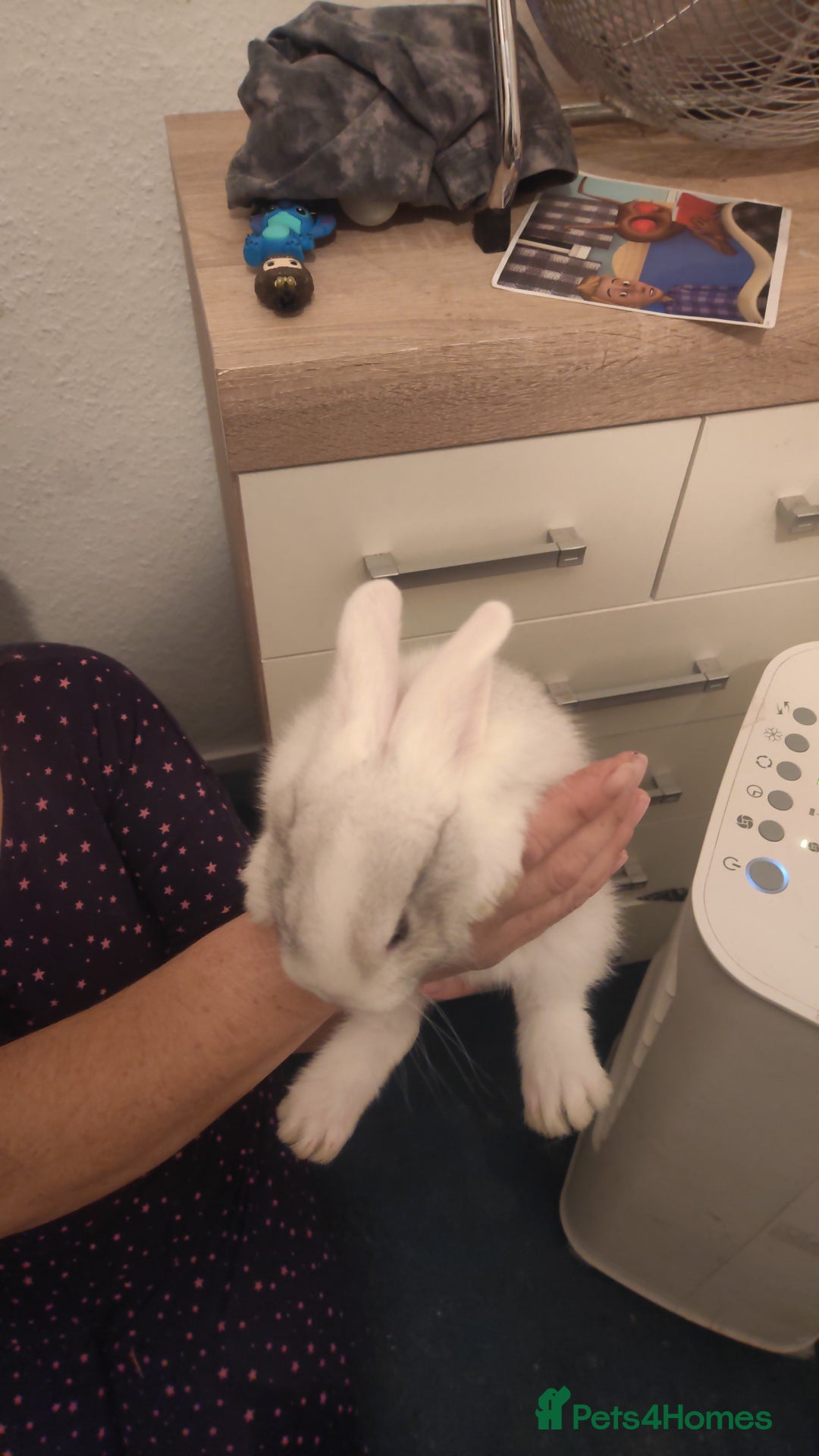 Flemish rabbits for sale: Pure flemish  - Image 11