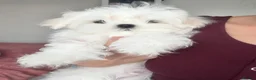 Maltese dogs for sale: 🦋Show Quality Maltese Boy Health Tested Parents🦋 - Advert 5