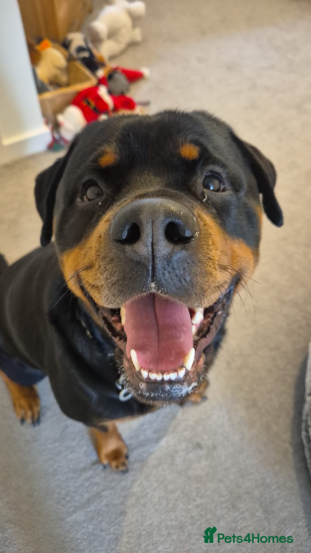 Rottweiler dogs 5* Rottweiler Puppies  - Advert 13