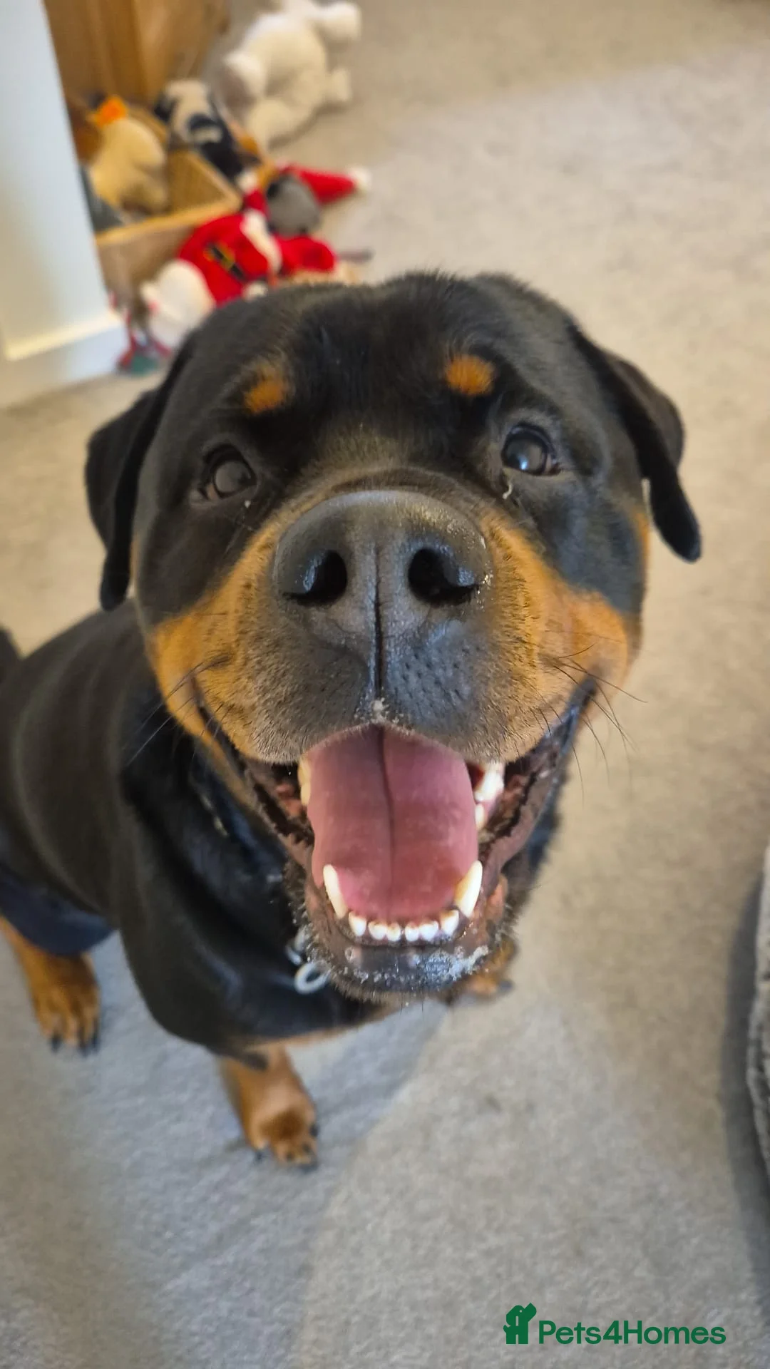 Rottweiler dogs for sale: 5* Rottweiler Puppies  in Wadebridge - Advert 1