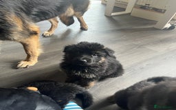 German Shepherd dogs for sale: Amazing fluffy German shepherd puppies  - Image 7