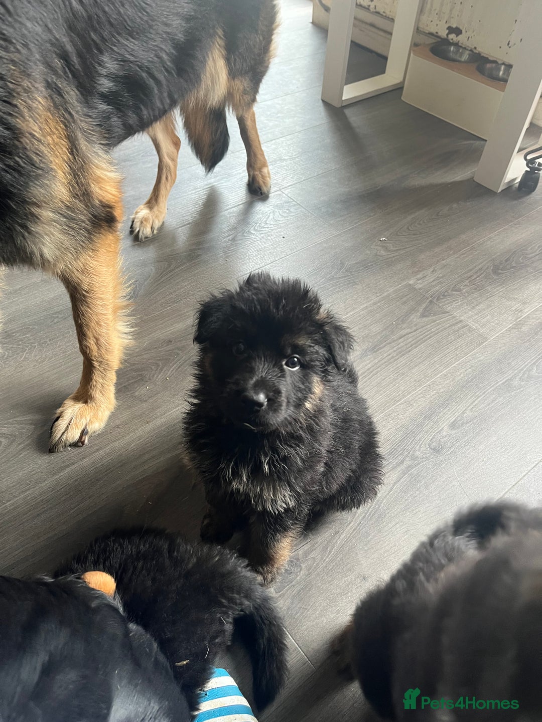 German Shepherd dogs for sale: Amazing fluffy German shepherd puppies  - Image 7