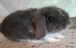 Mini Lop rabbits for sale: Mini lop kits - Image 12